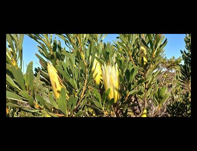 FARM FOR SALE IN AALWYNDAL